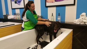 12190917_1500900643570851_7070300936489627511_n - Copy